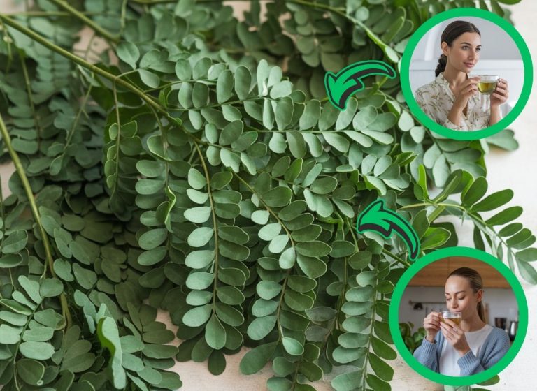 Get Your Natural Beauty Boost All In a Single Simple Cup of DIY Moringa Tea