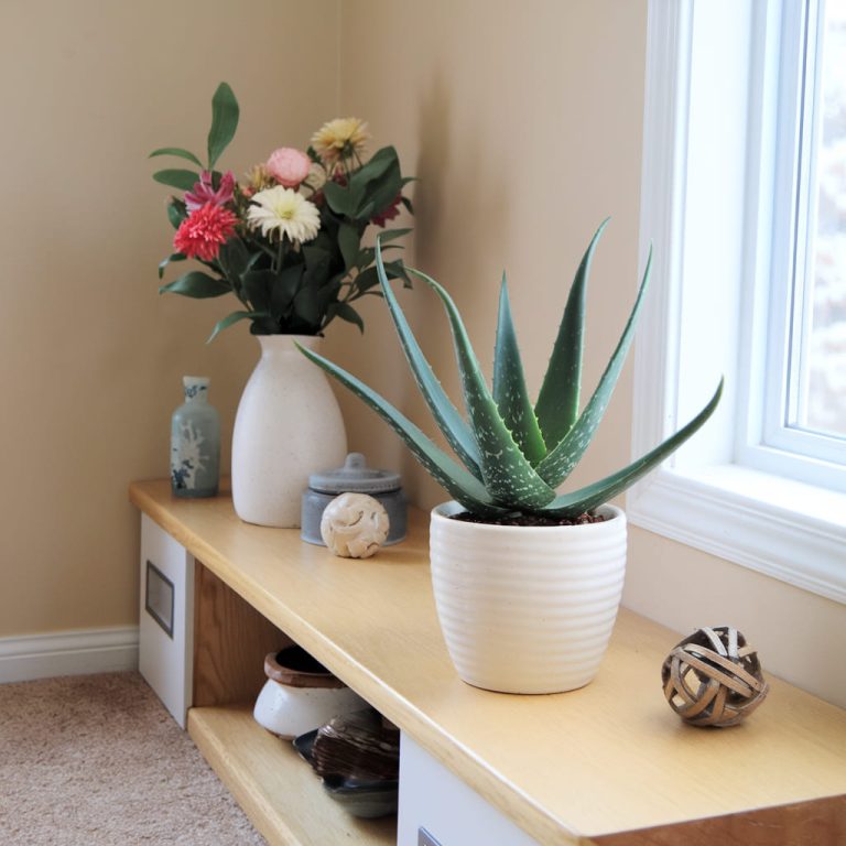 Aloe Vera: Soothe and Hydrate the Scalp