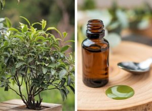 Tea Tree Oil Skincare Benefits for Clear, Healthy-Looking Skin