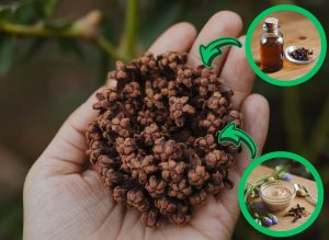 The Benefits of Cloves are Your New Beauty Secret