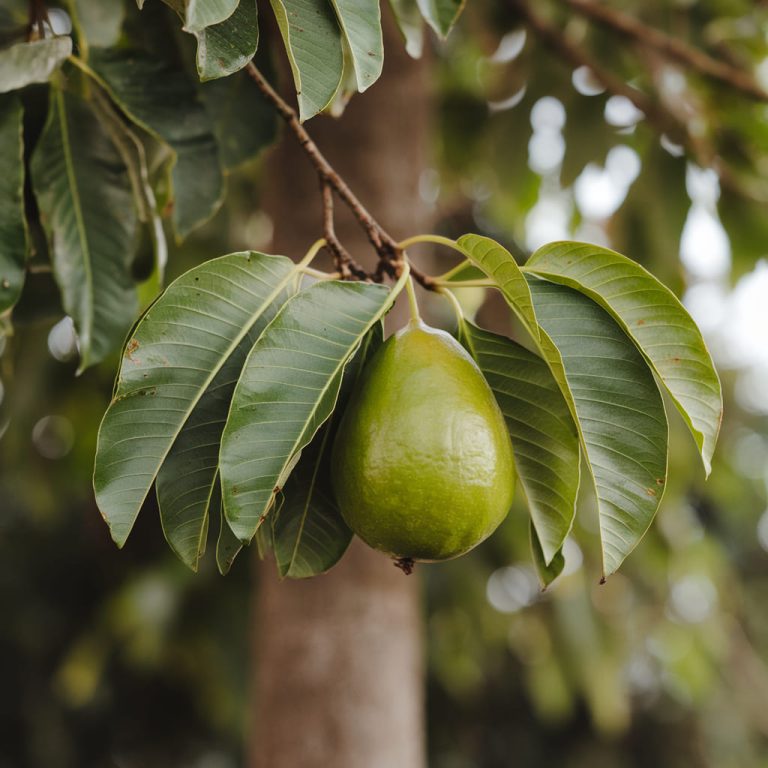 Guava Leaves are a Game-Changer for Hair Growth