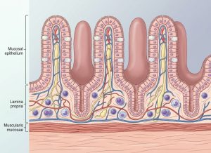 What Is Mucosa? A Complete Guide to the Body's Inner Lining