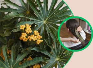 Papaya Leaves Are The Ultimate Secret to Gorgeous Hair