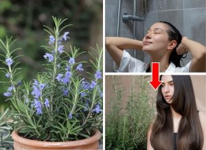 Rosemary Hair Remedies for Thicker, Fuller Looking Hair