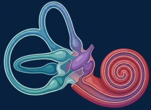 The Vestibular System: How Your Body Keeps Its Balance