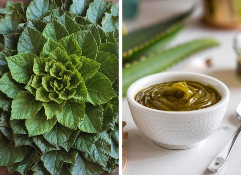 Clear Pimples with Bitter Leaves Is a Natural Remedy Your Skin Deserves